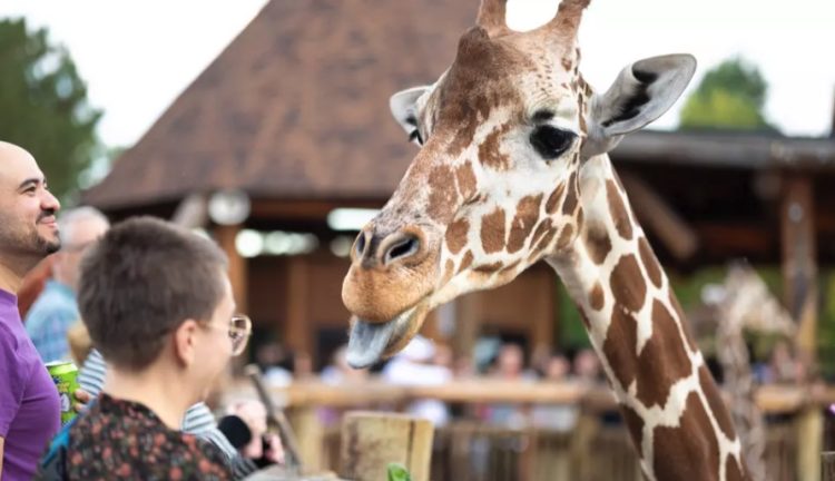 Cocktails and Critters: Adults Take Over the Zoo for One Epic Night
